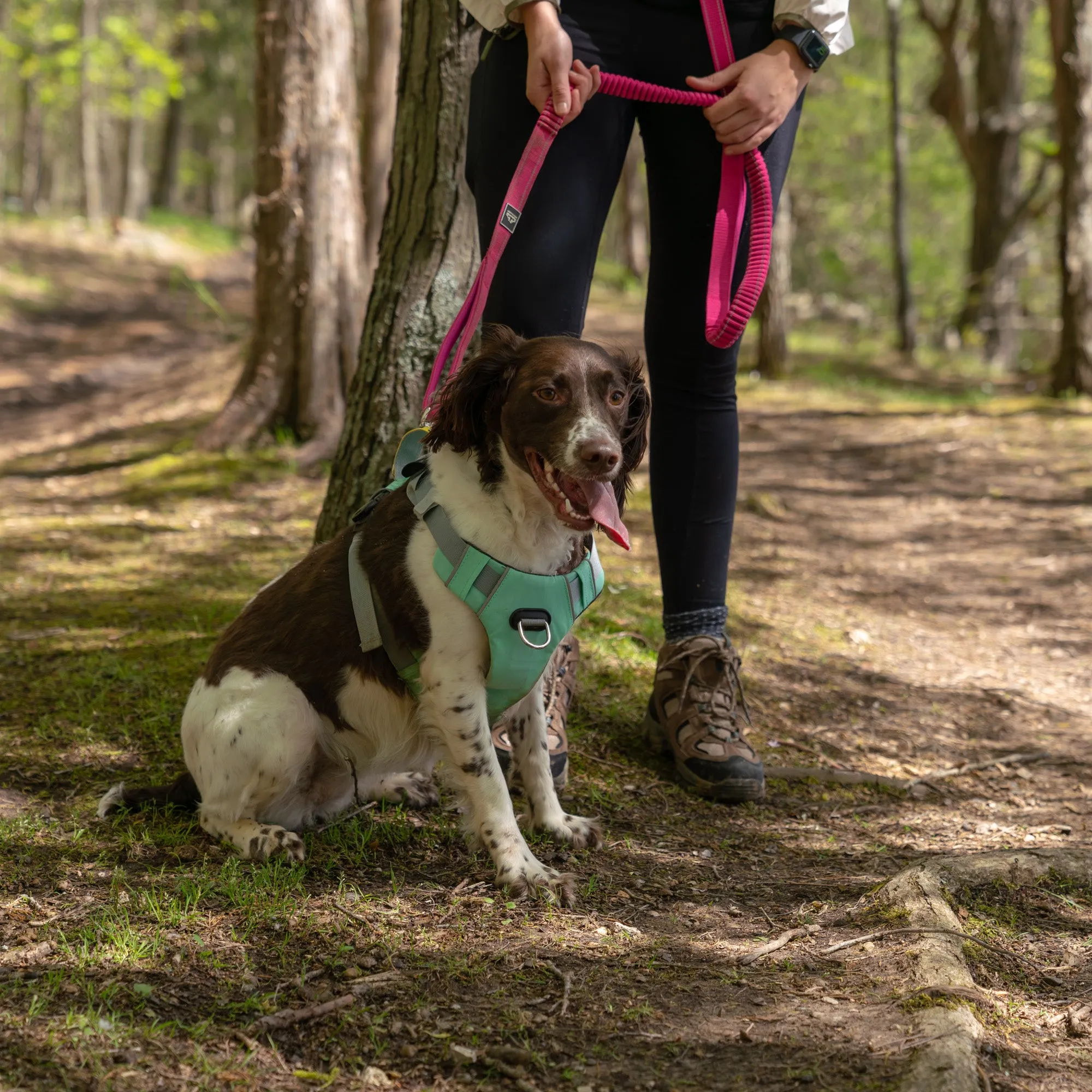 Cascades Plum Boysenberry Stretchable Runner Dog Leash - WHOLESALE